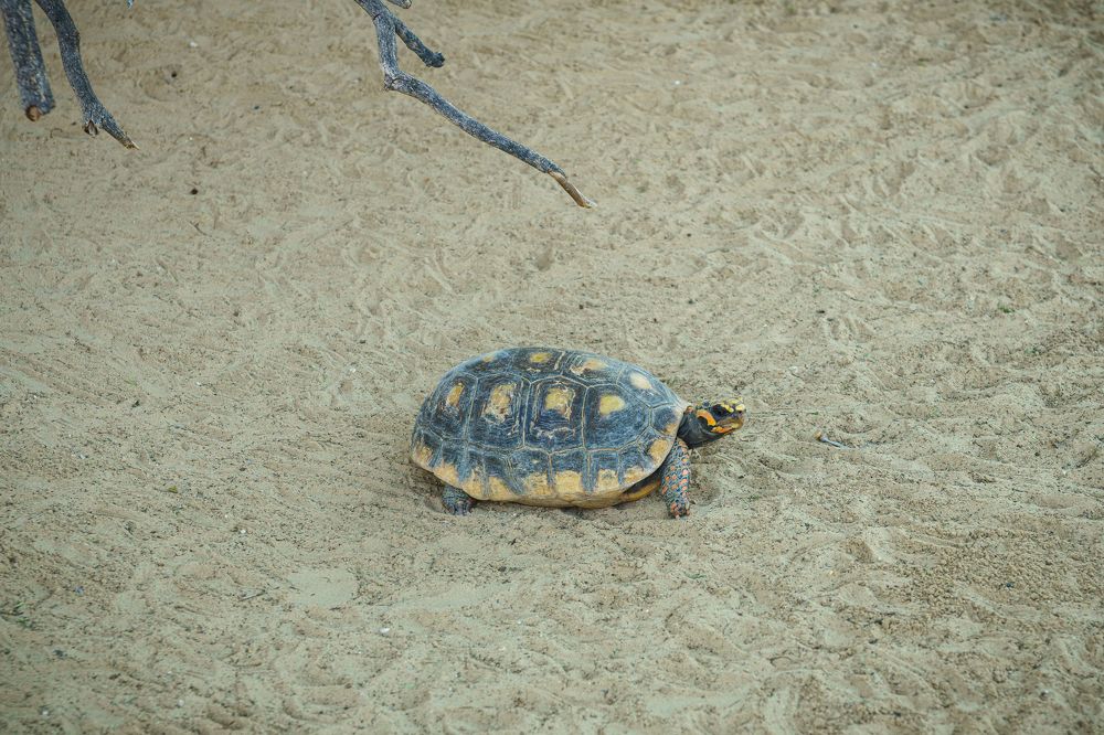 Photograph by Ольга Рачилова