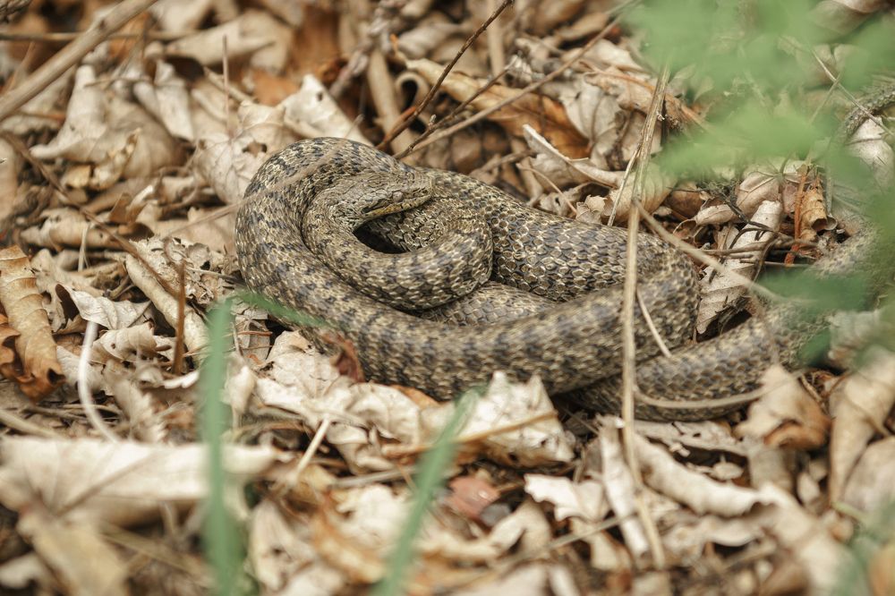 Photograph by Ольга Рачилова