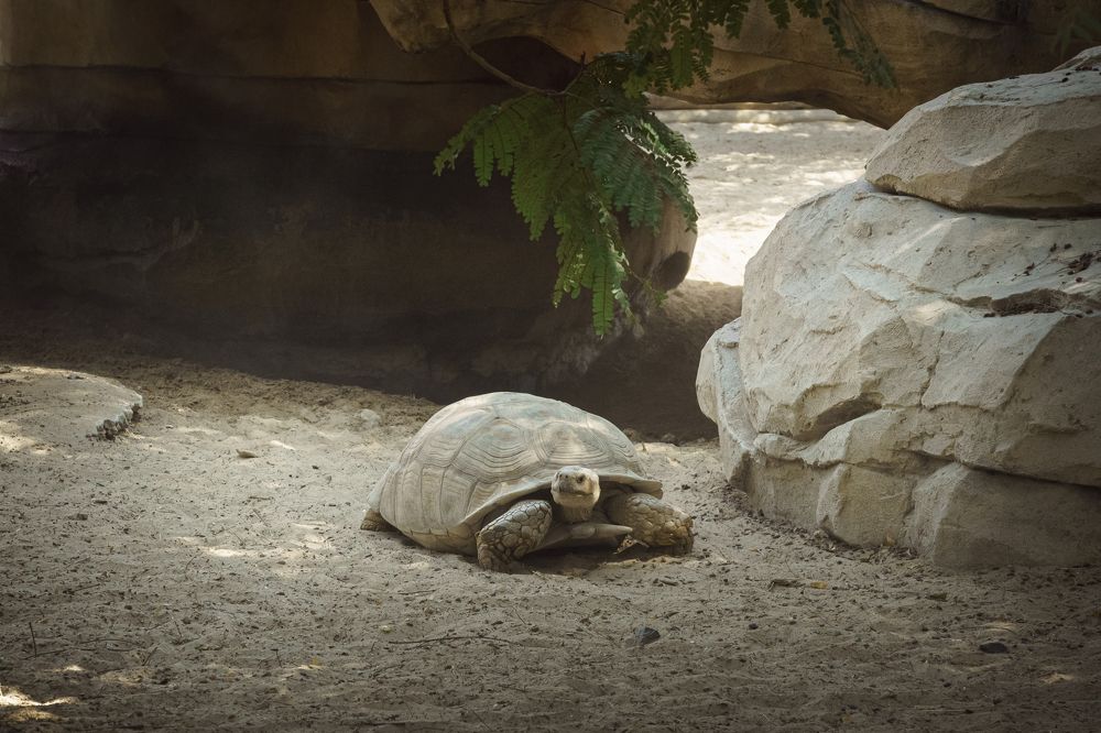 Photograph by Ольга Рачилова