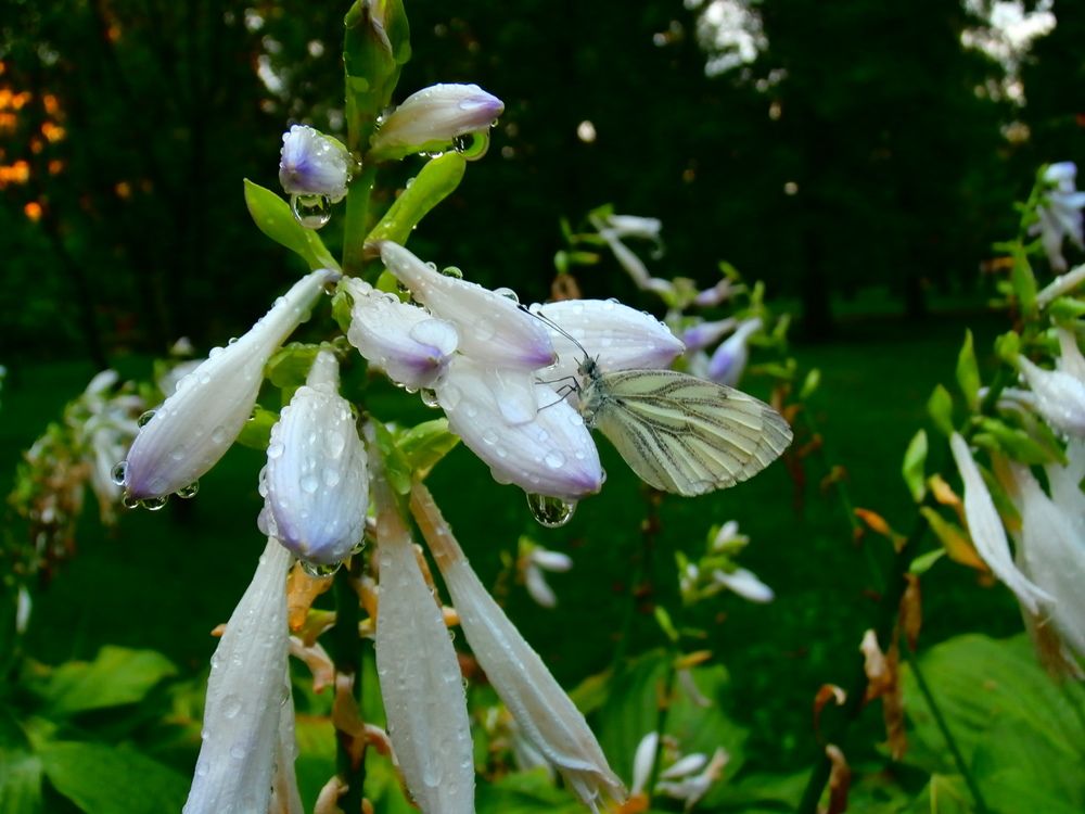 Photograph by ,Бурова Лариса