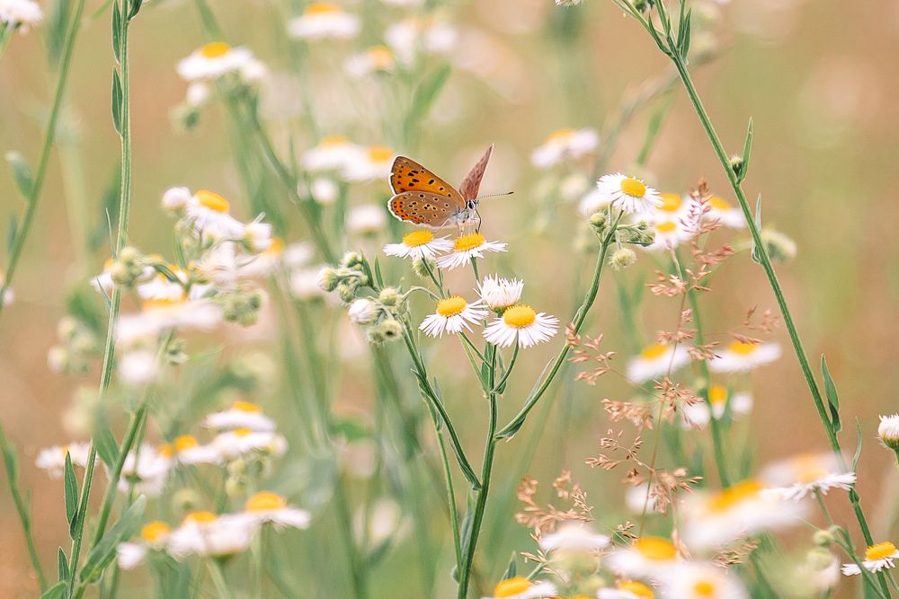 Photograph by Мария Купревич