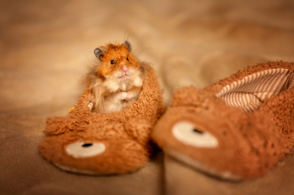 Photograph by Евгения Проняева