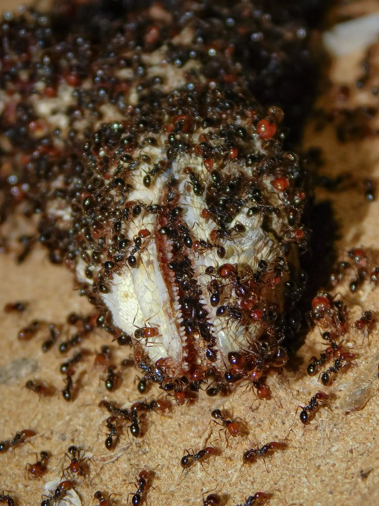 Photograph by Diego A. Botero-Álvarez