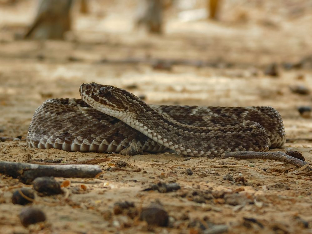 Photograph by Diego A. Botero-Álvarez