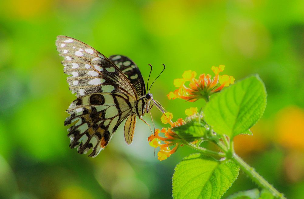 The beauty of butterflies