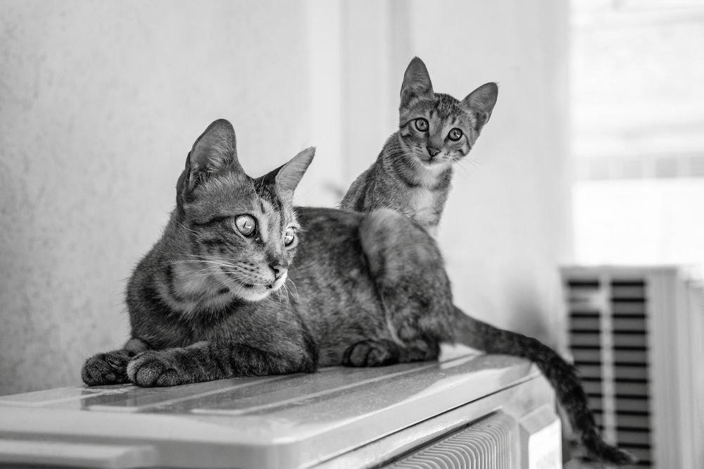 Photograph by Марина Ческис