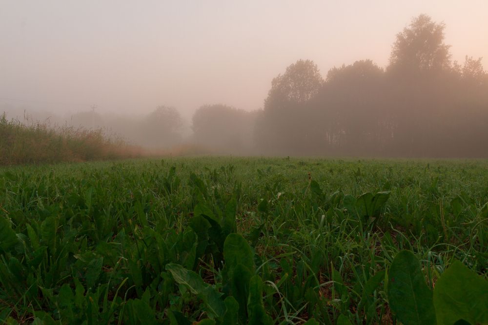 Photograph by Алексей Чеботарев