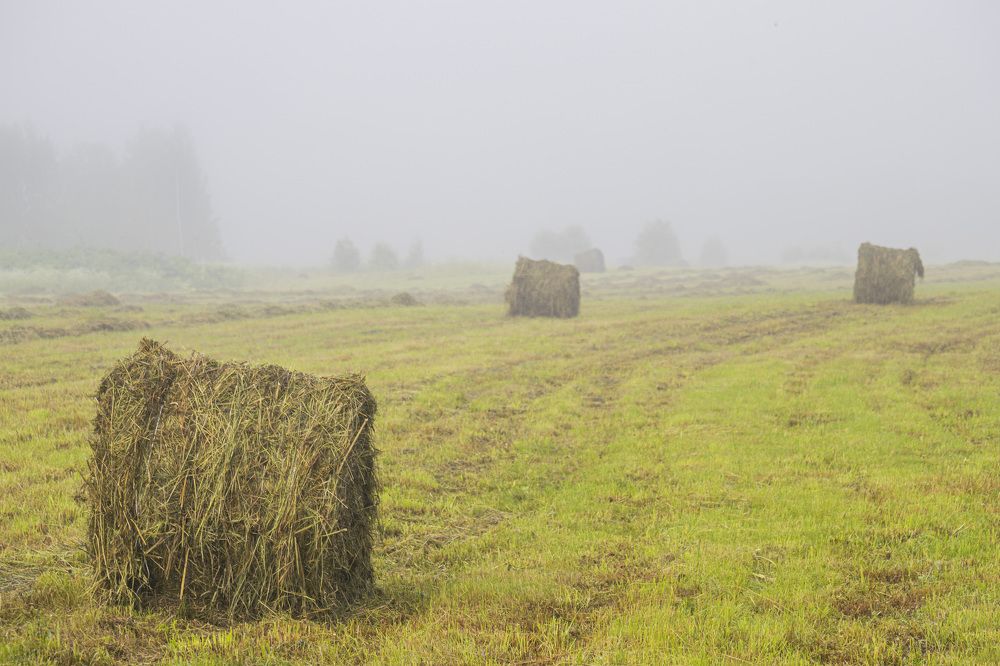 Photograph by Максим Григорьев