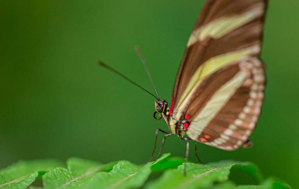 Photograph by Otto Acosta