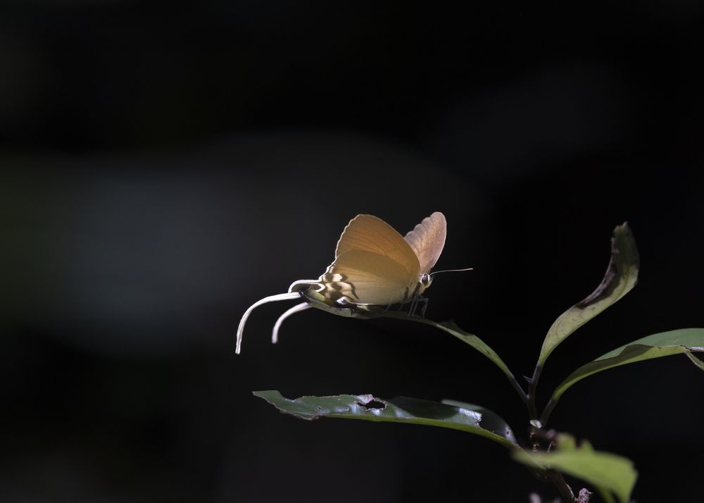 Фотография автора Anil Prabhakar