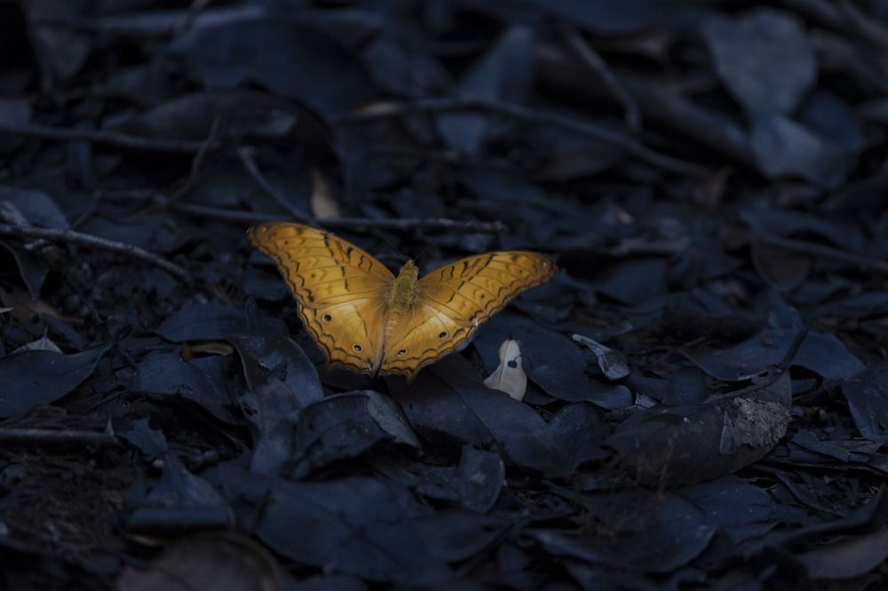 Фотография автора Anil Prabhakar