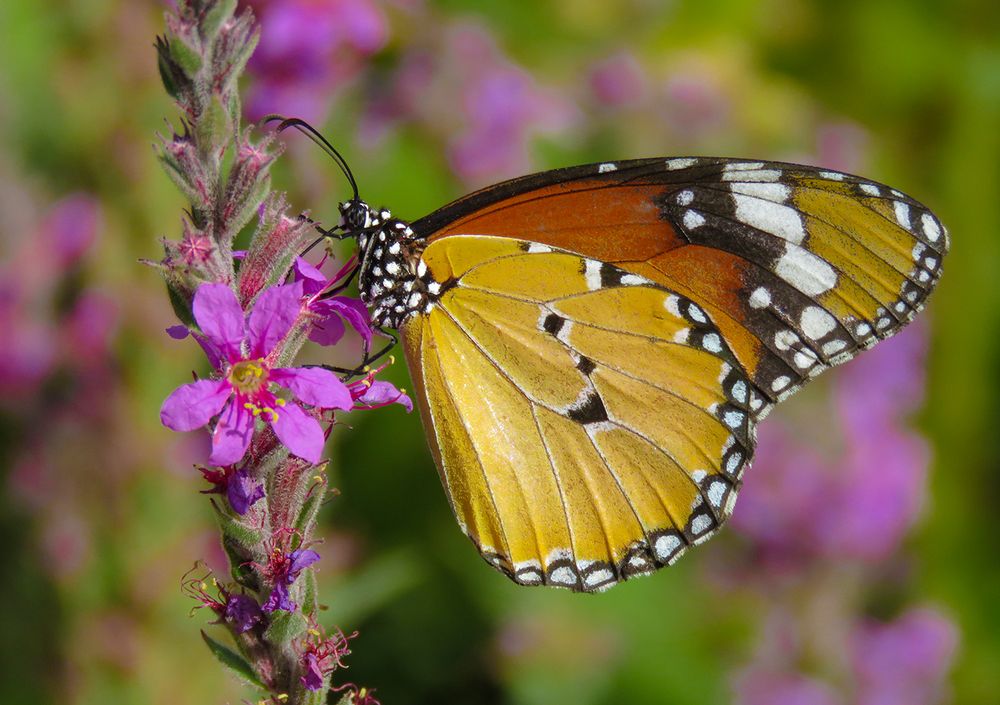 Photograph by mohammadjavad rostamiahmadvandi