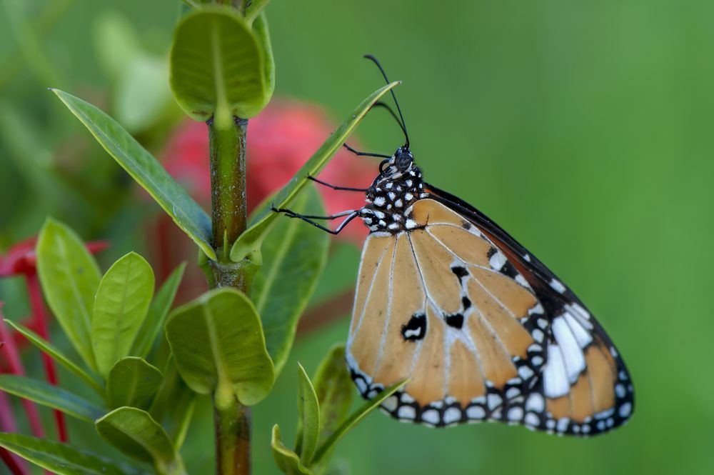 Photograph by Octavio Do Nascimento