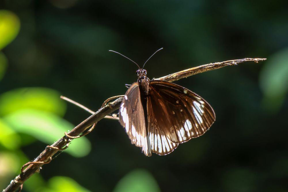 Photograph by Octavio Do Nascimento