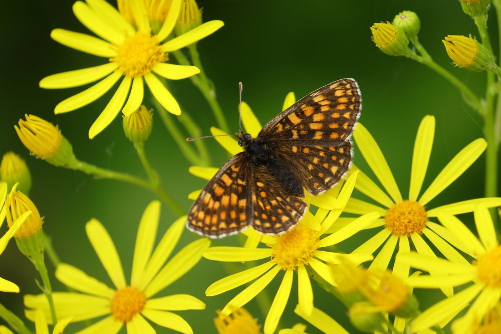 Photograph by Наталья Канарейкина