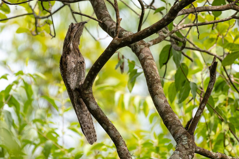 An rest in the forest