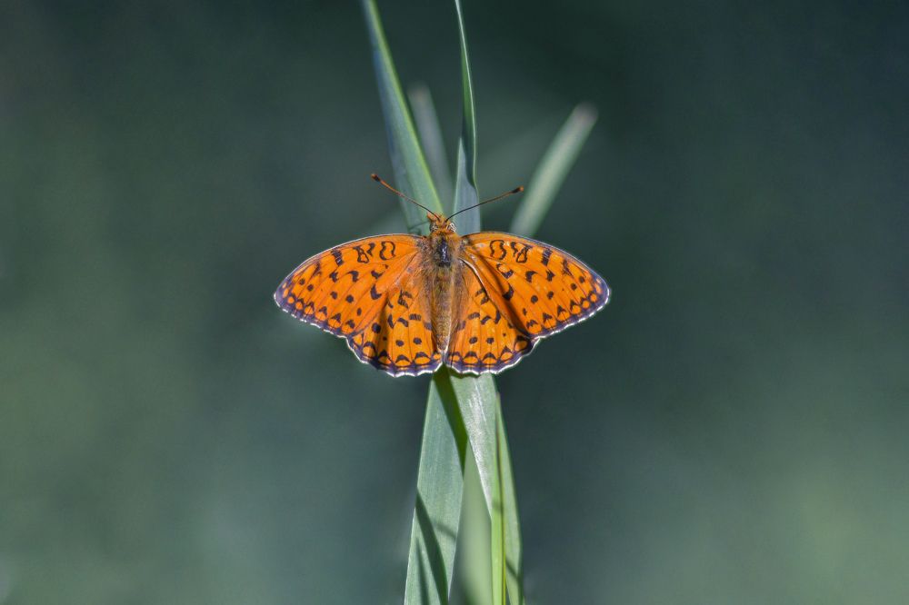 Photograph by ali bakhshi