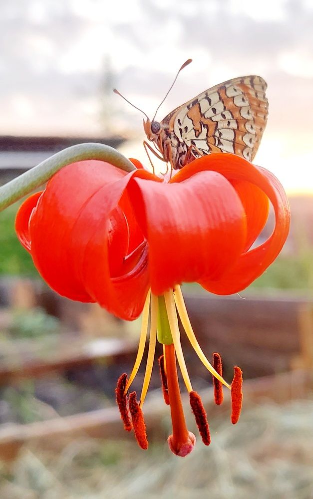 Photograph by Евдокия Николаева