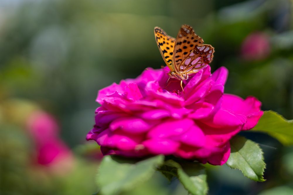 Photograph by Роман Саламатин