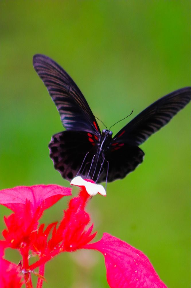 Photograph by Komang Mariono