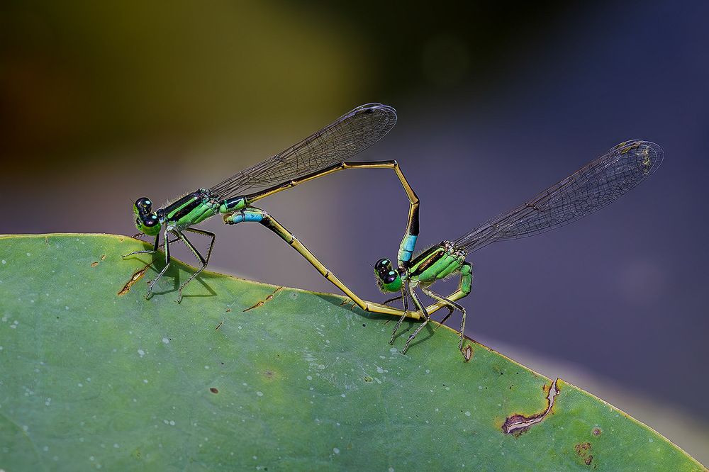 Photograph by Benny Chan