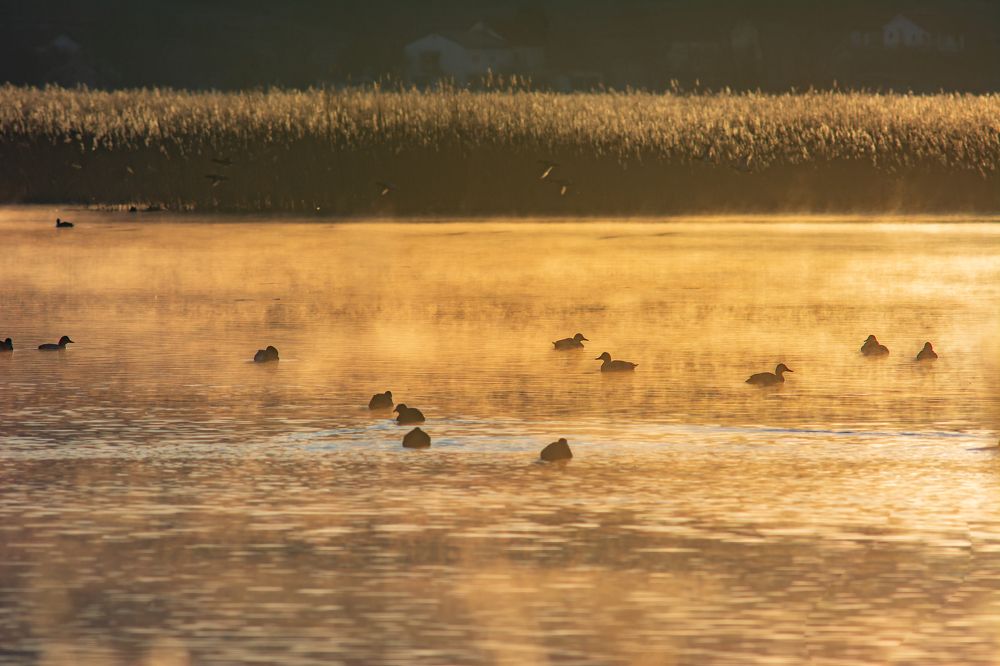 Photograph by Livno&Dinaric Wildlife