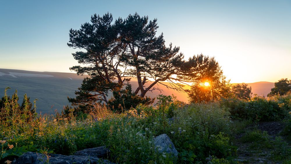 Сосна на закате