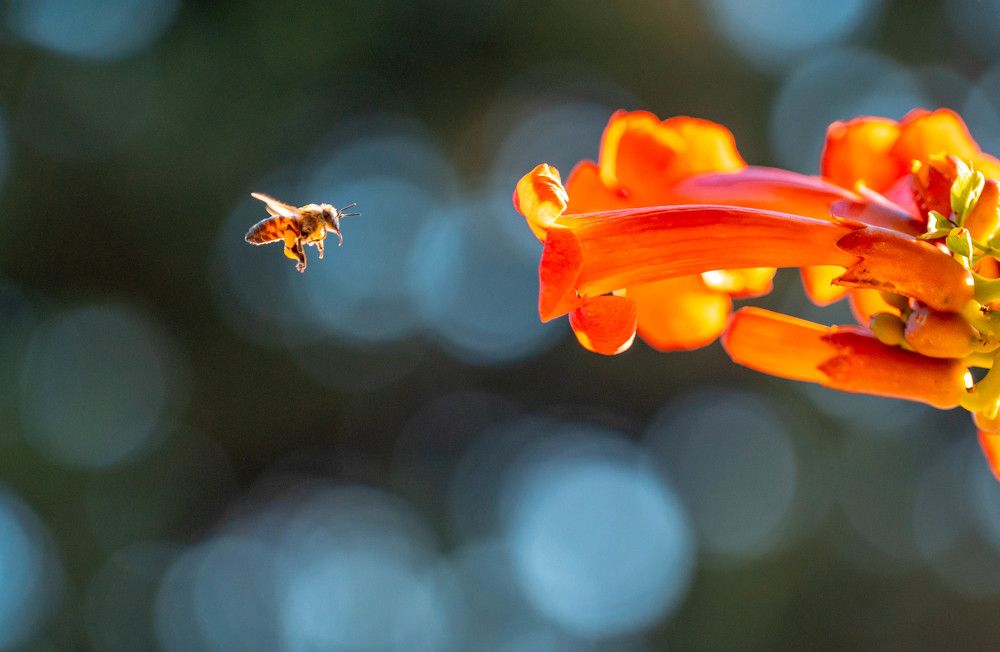 Photograph by Аверина Елена