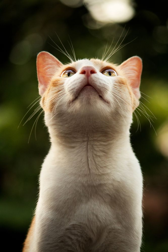 Фотография автора Devanand K S