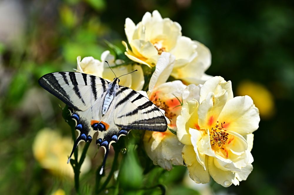 Photograph by Светлана Ивановна