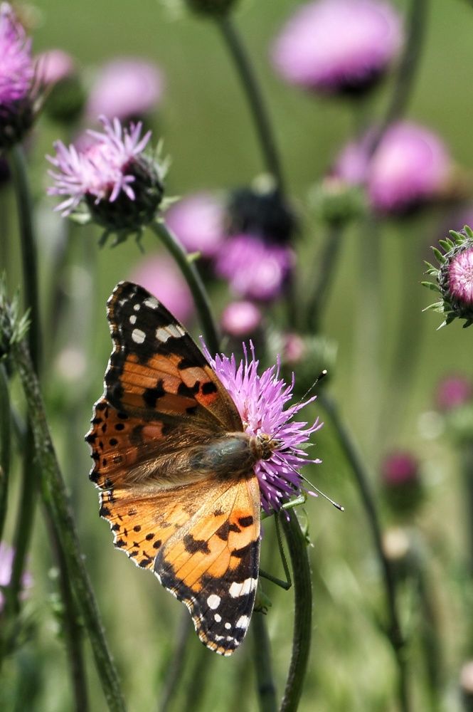 Photograph by Masoumeh Rahimi