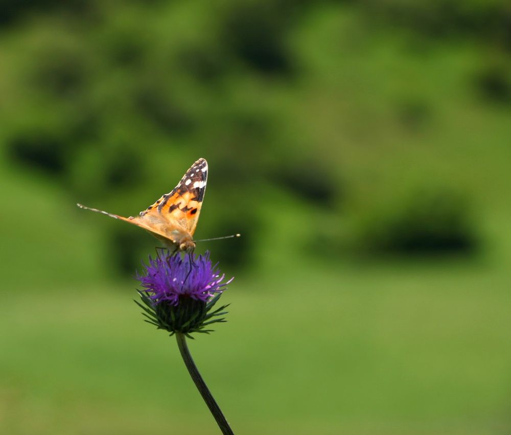 Photograph by Masoumeh Rahimi