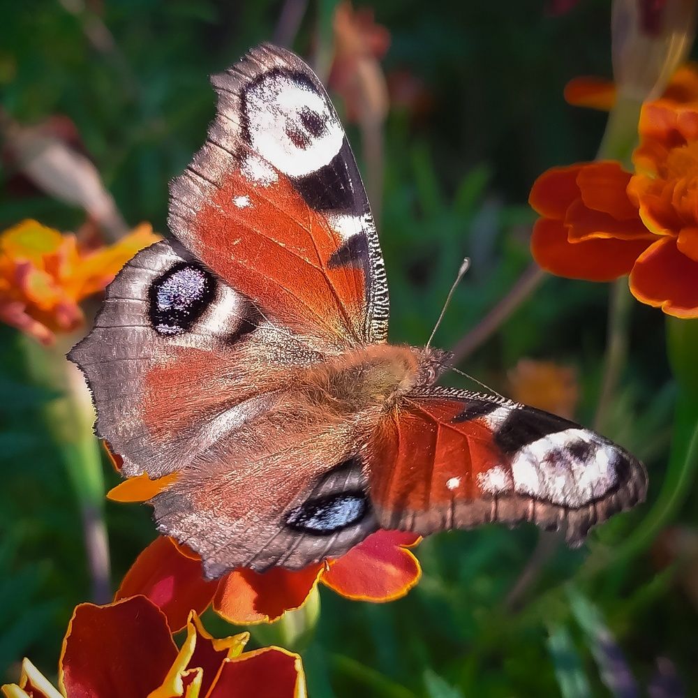 Photograph by Александр Панин