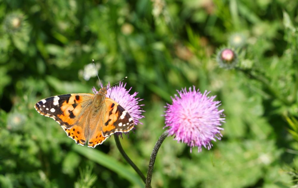 Photograph by Masoumeh Rahimi