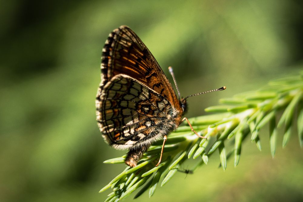 Photograph by Тамара Прибойченко