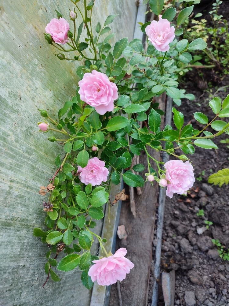 Photograph by Шило Сергей