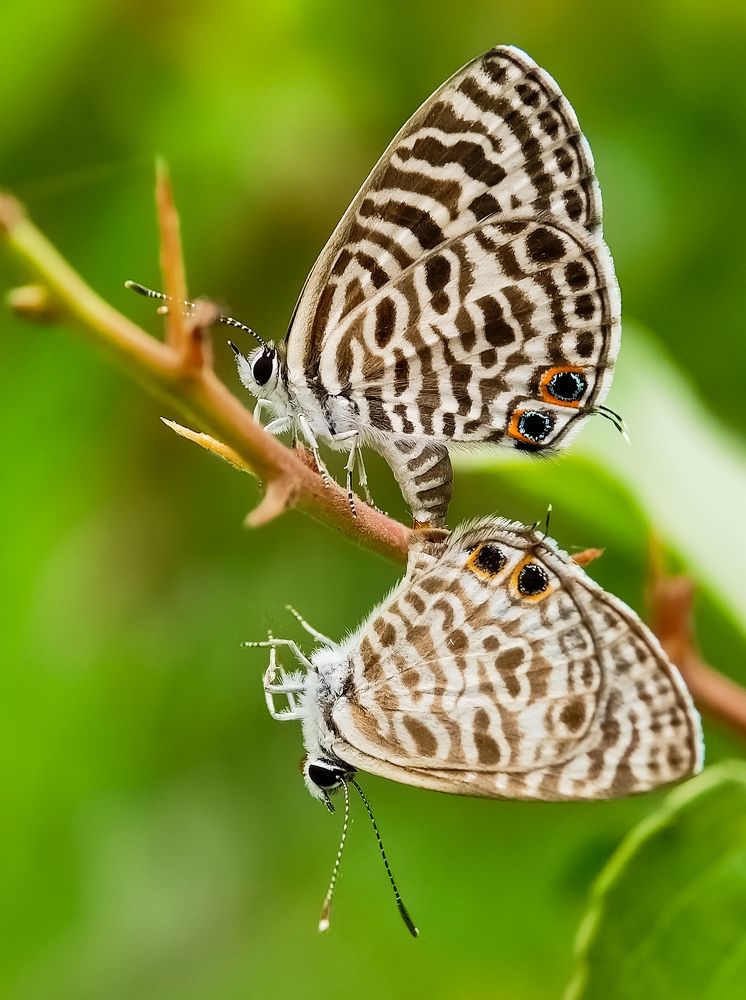 Photograph by Abir Hazra