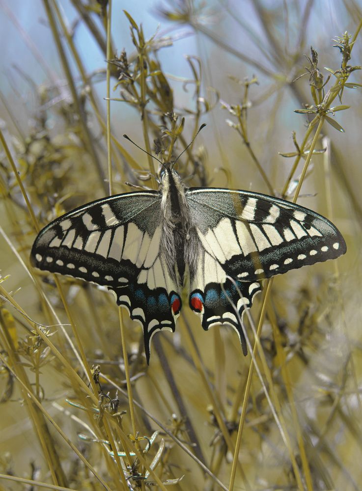 Photograph by Алексей Филатов