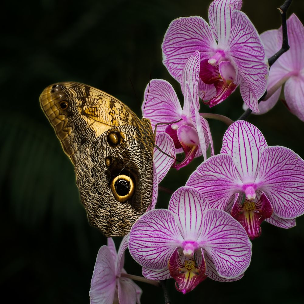 Photograph by Manuel