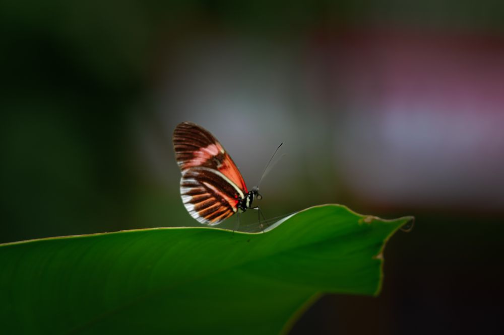 Photograph by Manuel