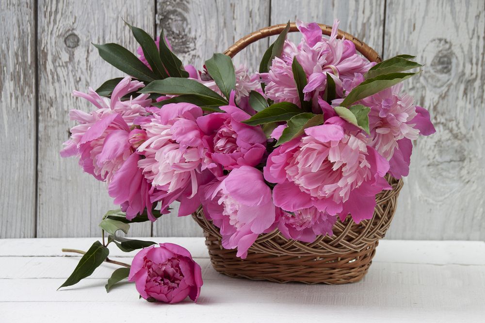 Photograph by Галина Щипакина