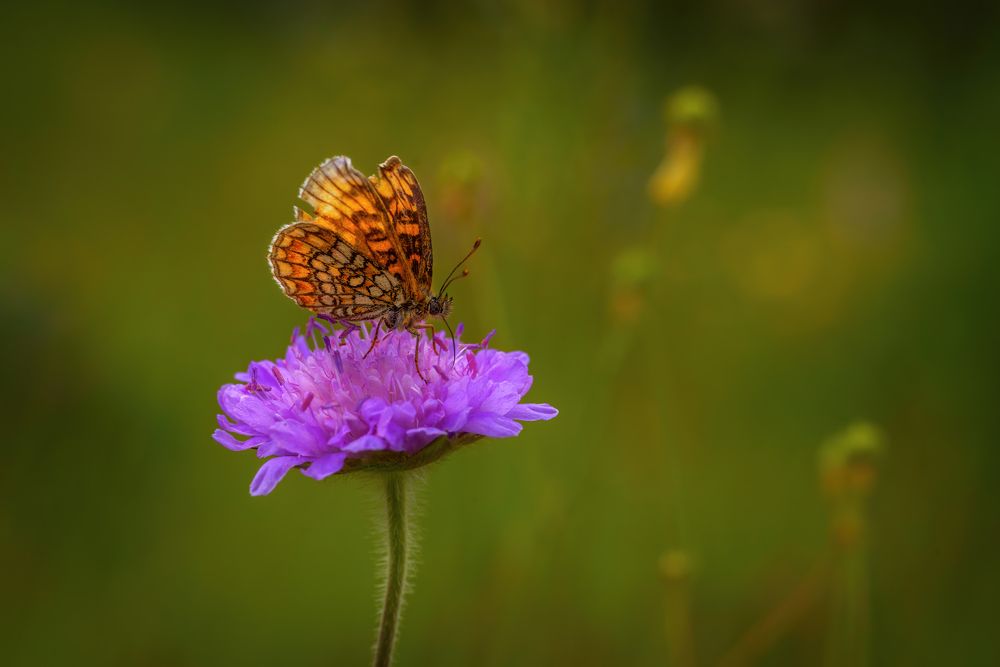 Photograph by Марина Мурашова