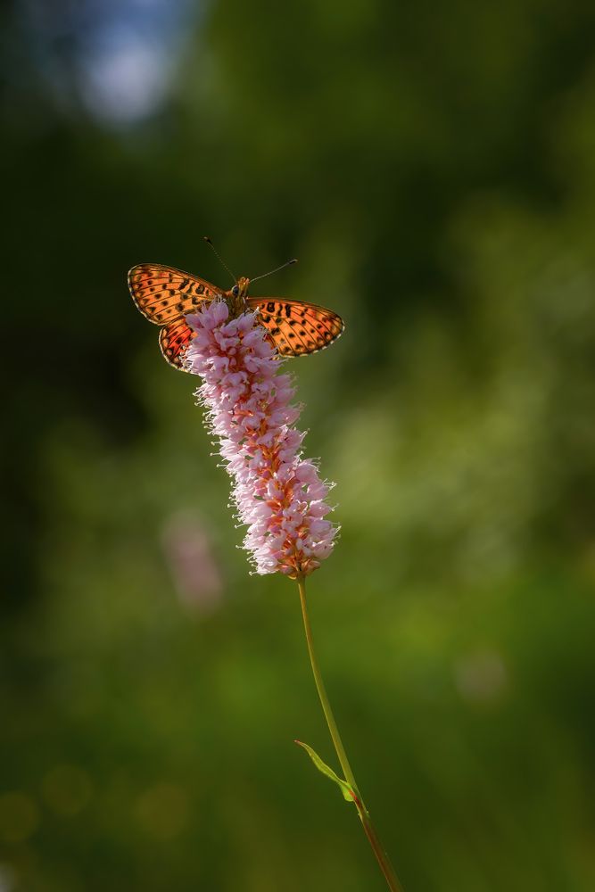 Photograph by Марина Мурашова