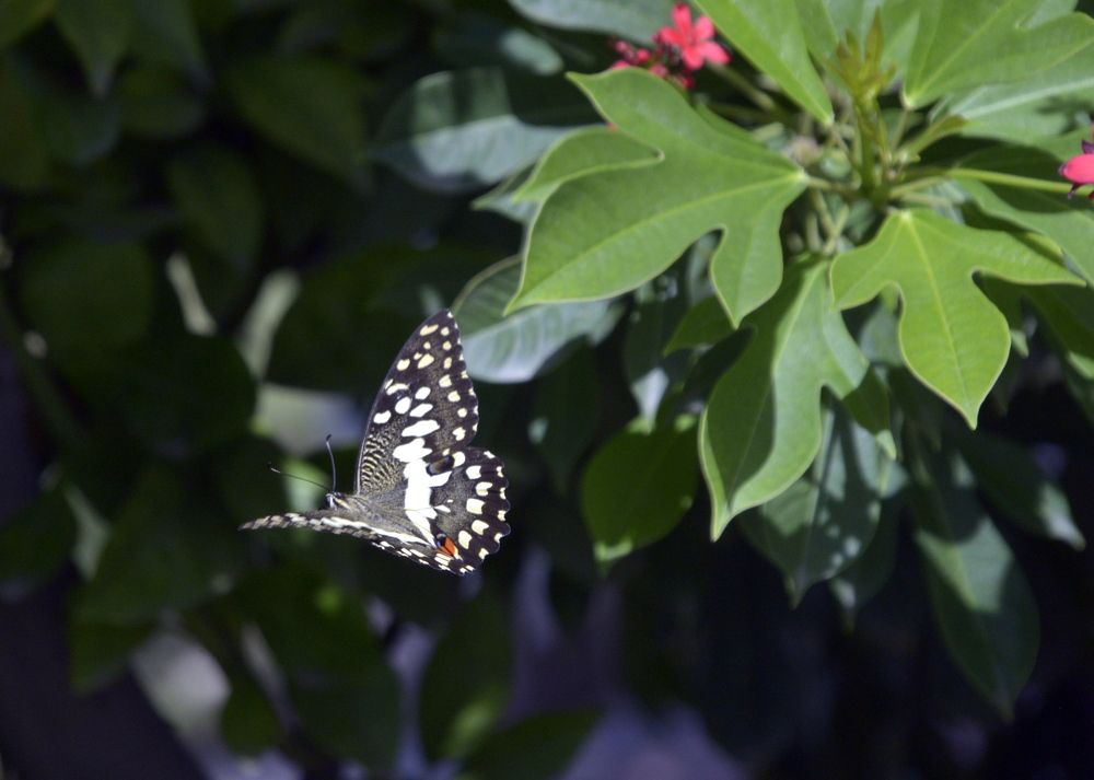 Photograph by MAHMOOD AKBAR