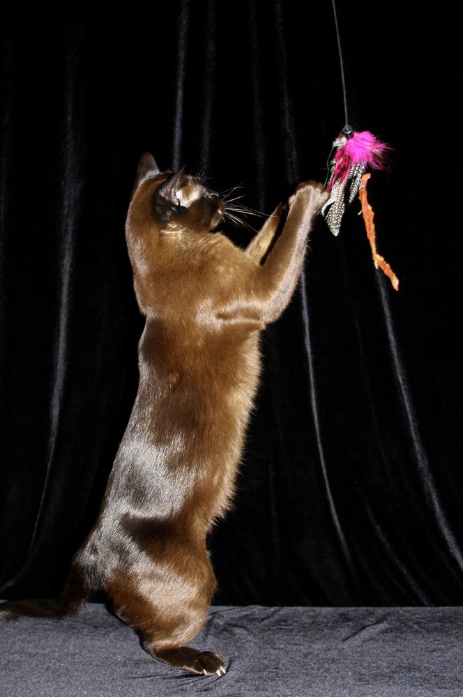 Фотография автора Надежда Лисицына