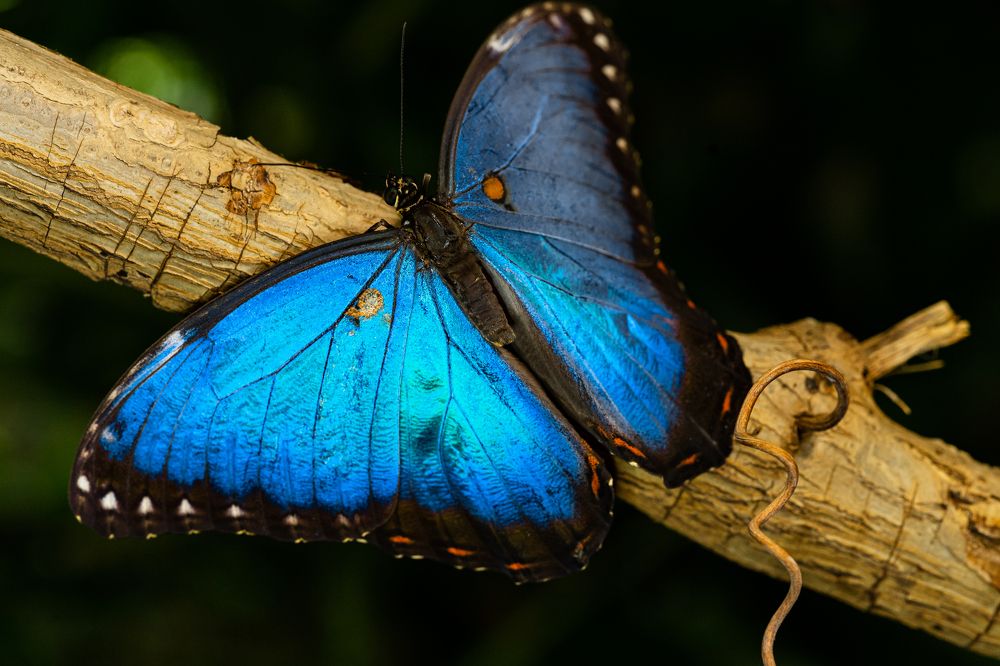 Фотография автора Julia A Caesar