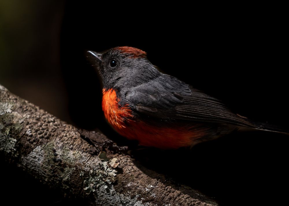 Glimmer in the shadows