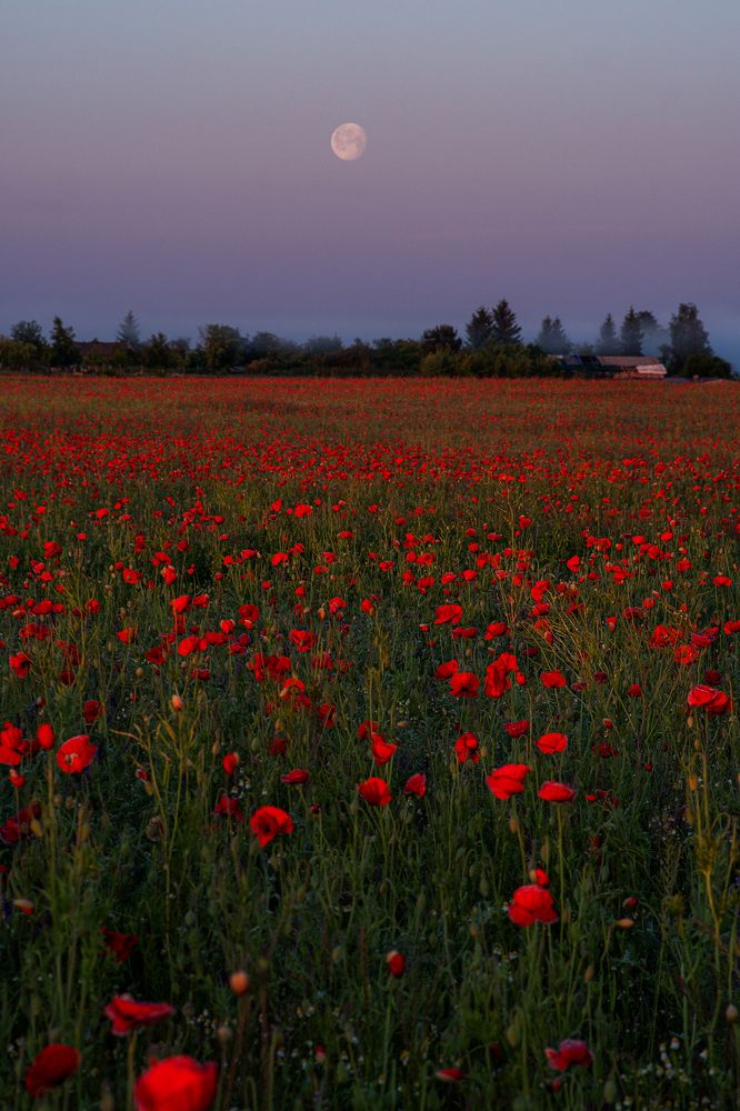 Photograph by Смоляк Максим Дмитриевич