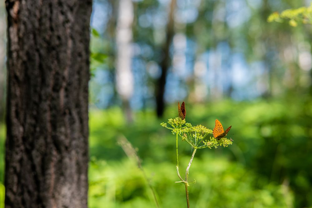 Photograph by Denis Chigintsev