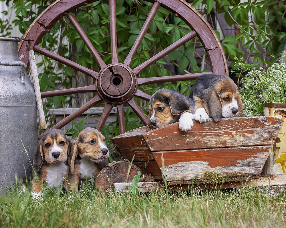 Beagle puppies